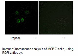 Product image for RGR Antibody