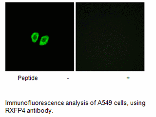 Product image for RXFP4 Antibody