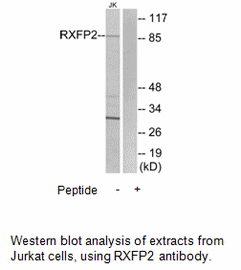 Product image for RXFP2 Antibody