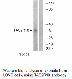 Product image for TAS2R10 Antibody