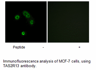 Product image for TAS2R13 Antibody