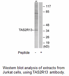 Product image for TAS2R13 Antibody