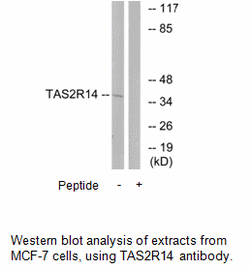 Product image for TAS2R14 Antibody