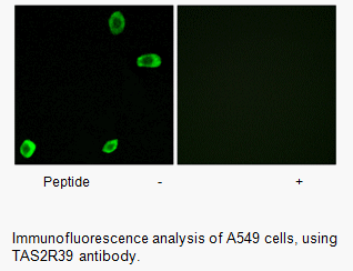 Product image for TAS2R39 Antibody