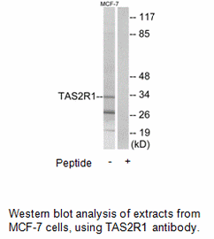 Product image for TAS2R1 Antibody