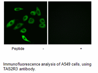 Product image for TAS2R3 Antibody