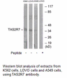 Product image for TAS2R7 Antibody