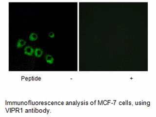 Product image for VIPR1 Antibody