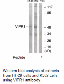 Product image for VIPR1 Antibody