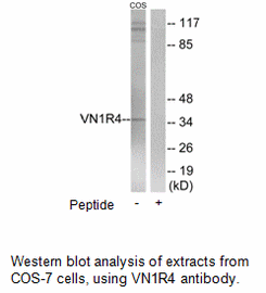 Product image for VN1R4 Antibody