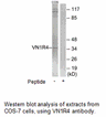 Product image for VN1R4 Antibody