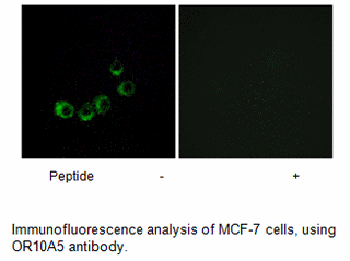 Product image for OR10A5 Antibody