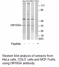 Product image for OR10G4 Antibody