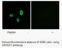 Product image for OR10G7 Antibody
