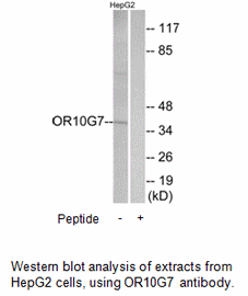Product image for OR10G7 Antibody
