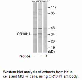 Product image for OR10H1 Antibody