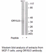 Product image for OR10J3 Antibody