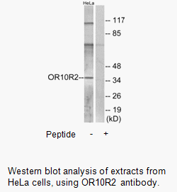 Product image for OR10R2 Antibody