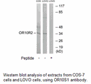 Product image for OR10S1 Antibody