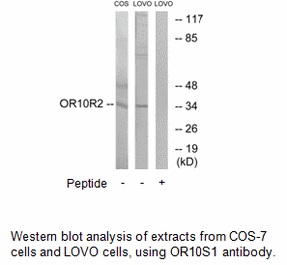 Product image for OR10S1 Antibody