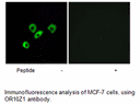 Product image for OR10Z1 Antibody