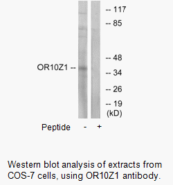 Product image for OR10Z1 Antibody