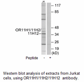 Product image for OR11H1/11H2/11H12 Antibody