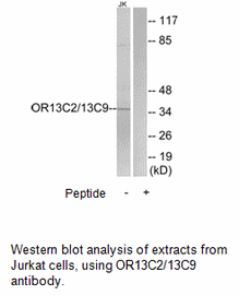 Product image for OR13C2/13C9 Antibody