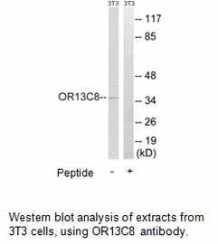 Product image for OR13C8 Antibody
