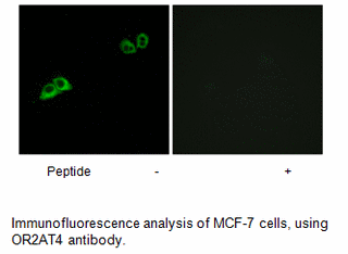 Product image for OR2AT4 Antibody