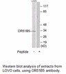 Product image for OR51B5 Antibody
