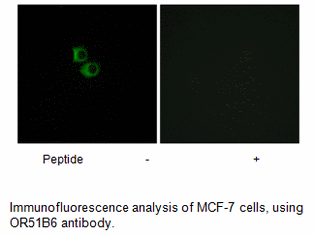 Product image for OR51B6 Antibody