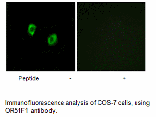 Product image for OR51F1 Antibody
