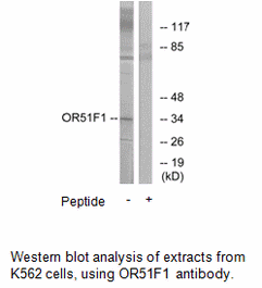 Product image for OR51F1 Antibody