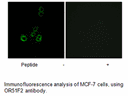 Product image for OR51F2 Antibody