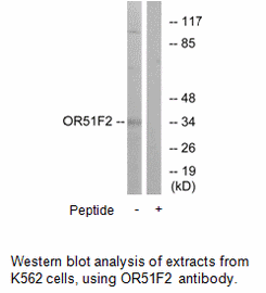 Product image for OR51F2 Antibody