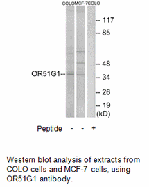Product image for OR51G1 Antibody