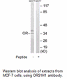 Product image for OR51H1 Antibody
