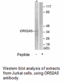 Product image for OR52A5 Antibody