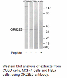 Product image for OR52E5 Antibody