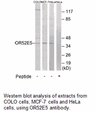 Product image for OR52E5 Antibody