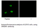 Product image for OR52N1 Antibody