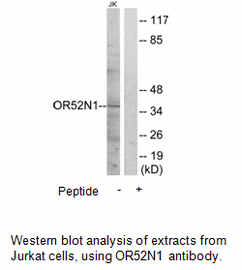 Product image for OR52N1 Antibody