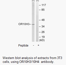 Product image for OR10H3/10H4 Antibody