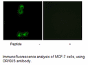 Product image for OR10J5 Antibody