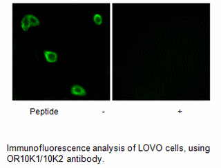 Product image for OR10K1/10K2 Antibody