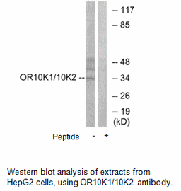 Product image for OR10K1/10K2 Antibody
