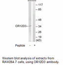 Product image for OR12D3 Antibody