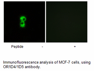 Product image for OR1D4/1D5 Antibody