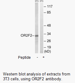 Product image for OR2F2 Antibody